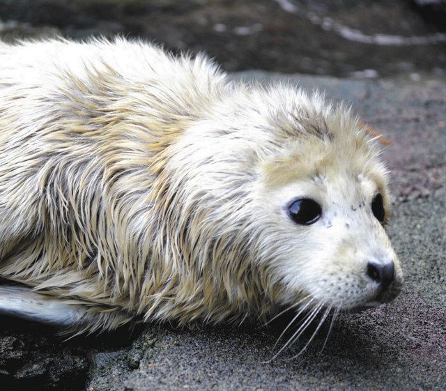 ゴマフアザラシの赤ちゃん誕生 沼津の水族館で 中日新聞しずおかweb