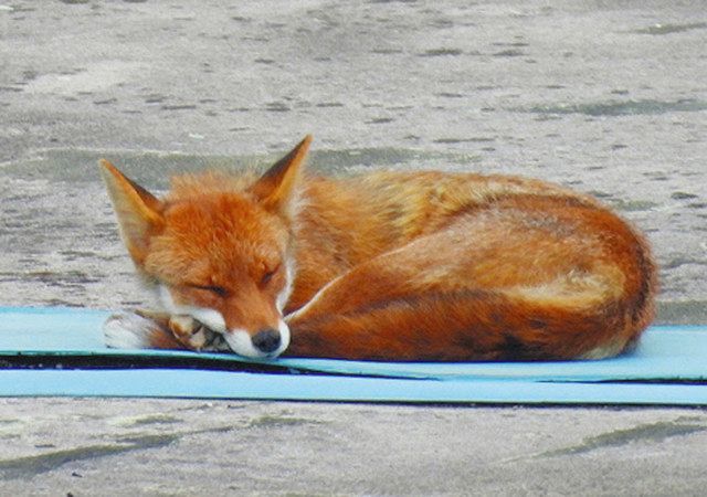 現在使われていないプールの敷地内で眠るキツネ＝名古屋市緑区の大高緑地で（関上さん撮影、提供）
