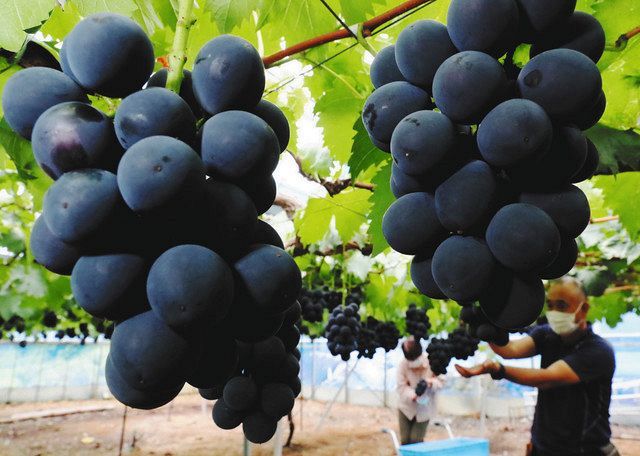特産のブドウ「ピオーネ」収穫始まる 都田地区：中日新聞しずおかWeb