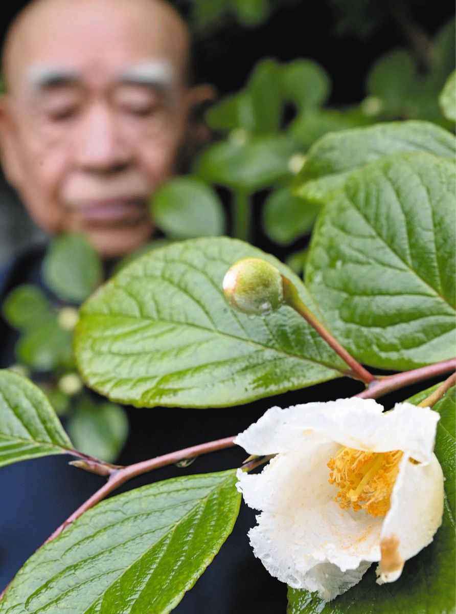 沙羅双樹、はかなき美しさ 津・円光寺で見頃：中日新聞Web