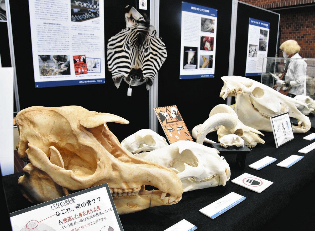 多彩な動物骨格標本を岐阜大図書館で展示：中日新聞Web