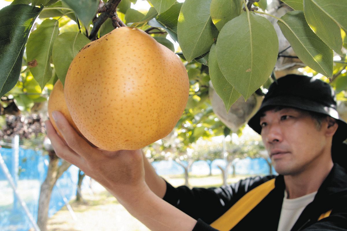 選び抜かれた「アイドル」 ジャンボ梨・愛宕（愛知県豊田市）＜食卓