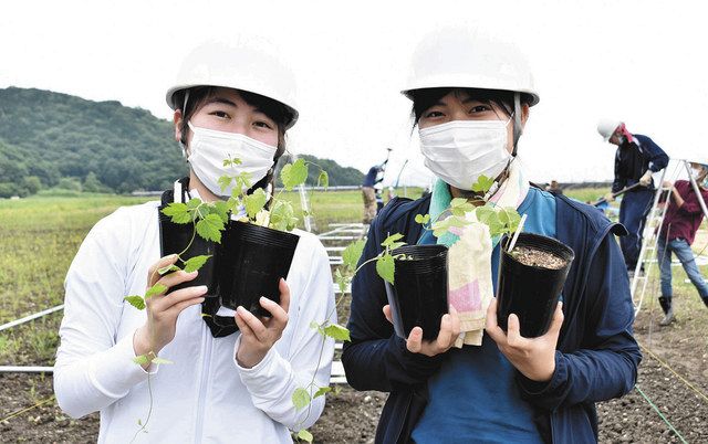 ホップの苗を持つボランティアの県立大生＝彦根市石寺町で