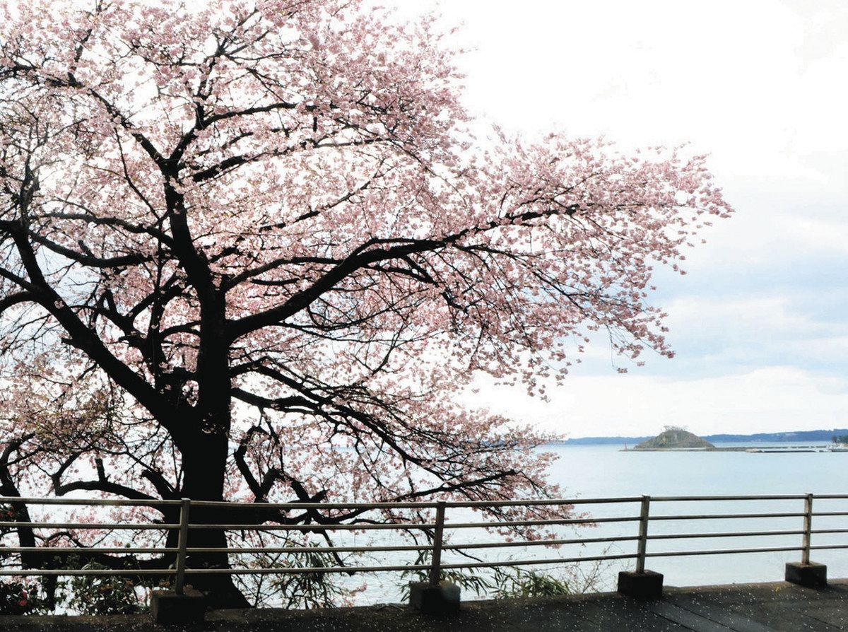 希望の桜 開花めぐり】変わる景色 変わらぬ姿 珠洲「谷崎の桜」：北陸