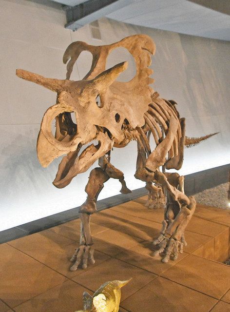 恐竜博物館 展示 進化中 アルバータケラトプス 実はメドゥーサケラトプス 日刊県民福井web 恐竜博物館 展示 進化中 アルバータケラトプス 実はメドゥーサケラトプス 日刊県民福井web