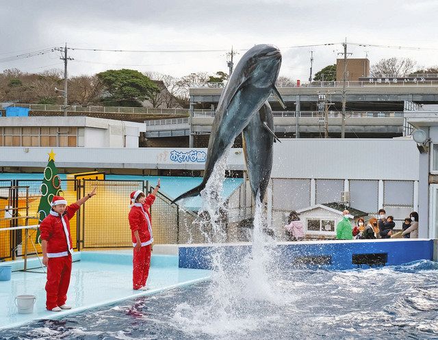 サンタの合図で迫力ジャンプ 越前松島水族館でイルカショー 中日新聞web
