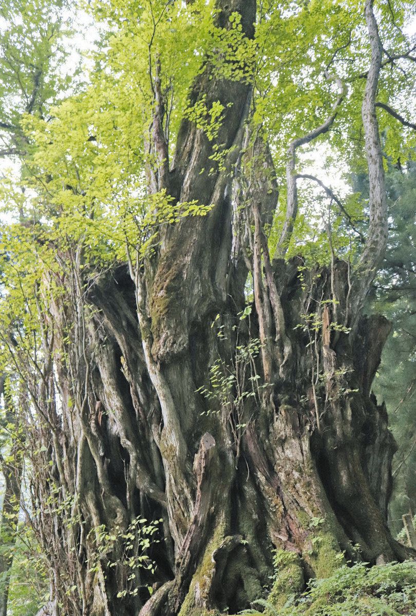 大野の豊かな自然 再認識 来月、巨木全国フォーラム ：日刊県民福井Web
