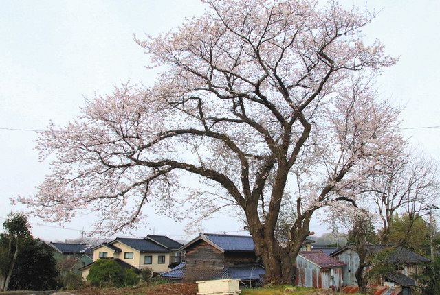 百年桜 生徒見守り有終 小松 国府中の大木 切り倒しへ 北陸中日新聞web