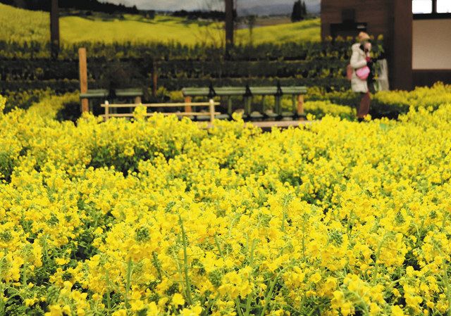 一面の菜の花 １万２０００鉢並ぶ あづみの公園堀金 穂高 中日新聞web