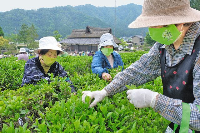 旧谷口家住宅に広がる茶畑で味真野茶を摘む参加者たち＝越前市の万葉の里味真野苑で