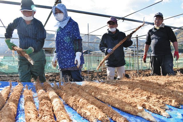 真っすぐ育ちました 名田庄の自然薯初掘り:中日新聞Web 真っすぐ育ちました 名田庄の自然薯初掘り:中日新聞Web