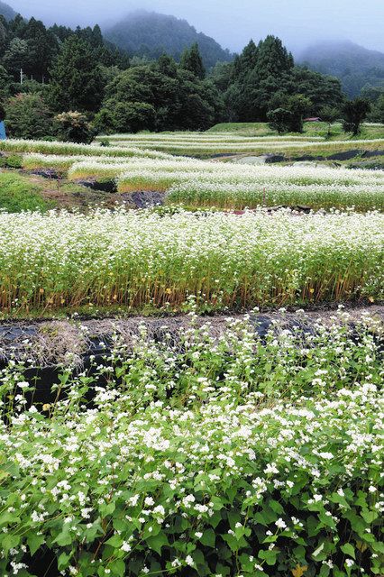古川の数河高原でソバの花見頃 １０月中旬 実の収穫ピークに 中日新聞web
