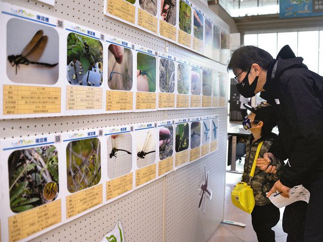 各企業の協力で確認されたトンボを写真入りで紹介するパネル展示＝草津市下物町の県立琵琶湖博物館で
