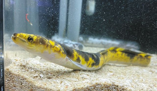 伊勢シーパラの“バナナウナギ”死ぬ 発見の児童「もう一度会いたかった」:中日新聞Web