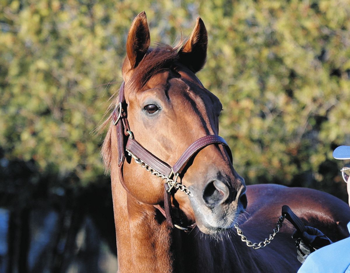 Darley 種牡馬レモンポップのキャップ ダーレー ダートGI6勝レモン