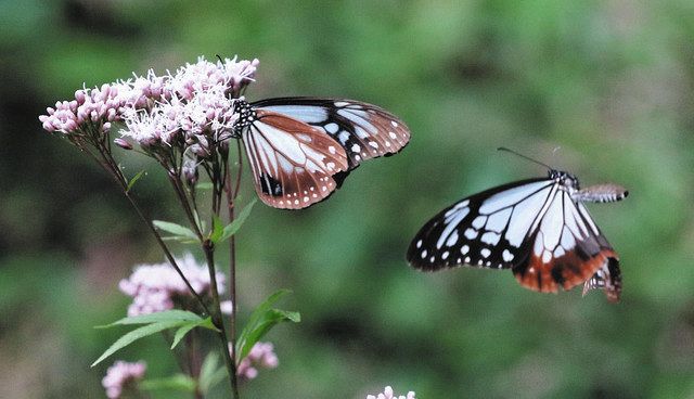 藤枝・蓮華寺池公園にアサギマダラ飛来：中日新聞しずおかWeb