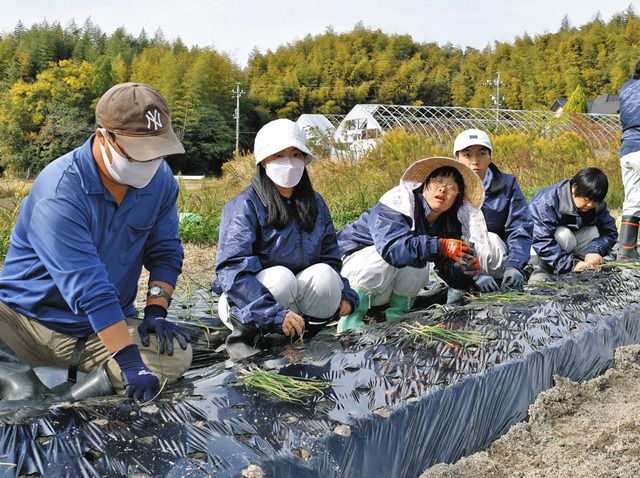 バイオ技術やＩＣＴを活用した畑にタマネギの苗を植える事業所の利用者たち＝東郷町春木で
