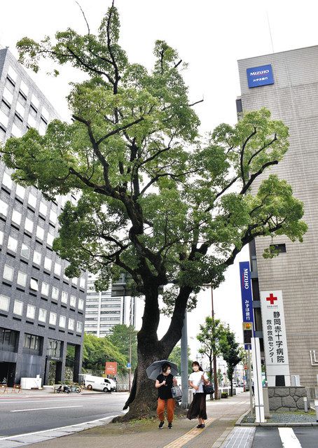 静岡大空襲耐えた「奇跡のクスノキ」 苗木植樹し後世に：中日新聞しずおかWeb