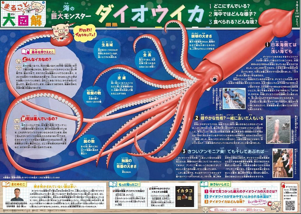 まるごと大図解 海の巨大モンスター ダイオウイカ ９月４日 中日新聞web