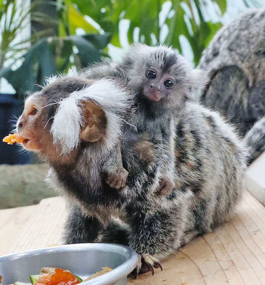 大人の背中に「ぎゅっ！！」 福井市・足羽山公園のコモンマーモセット