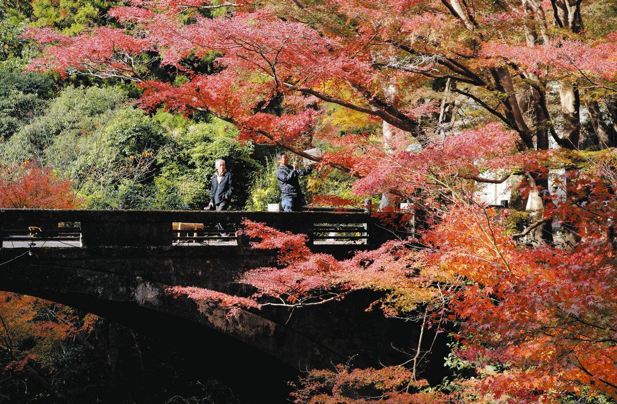 深まる秋、紅葉鮮やか 津市内の名所で見頃：中日新聞Web