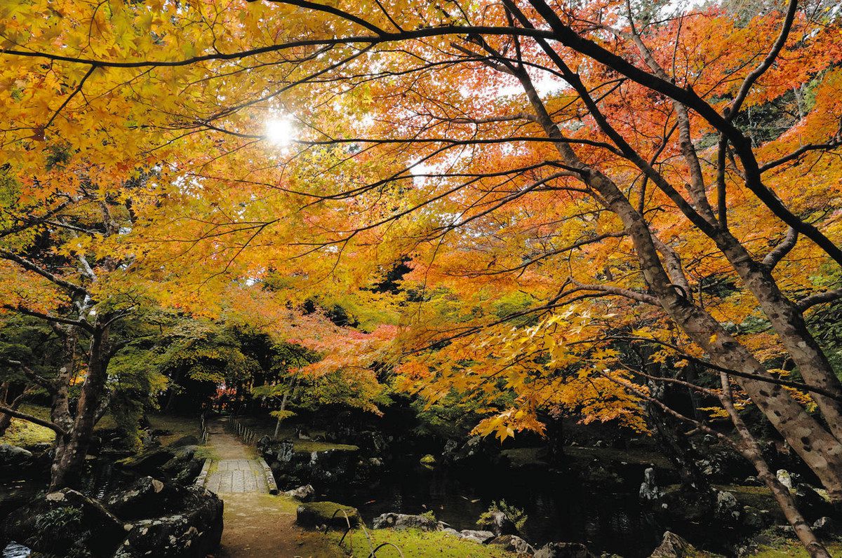 深まる秋、紅葉鮮やか 津市内の名所で見頃：中日新聞Web