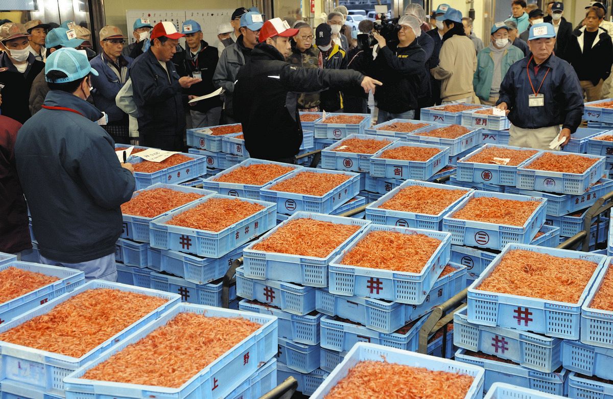 駿河湾に春がきた！サクラエビ初競り 水揚げ量14トン、昨春比3倍超え