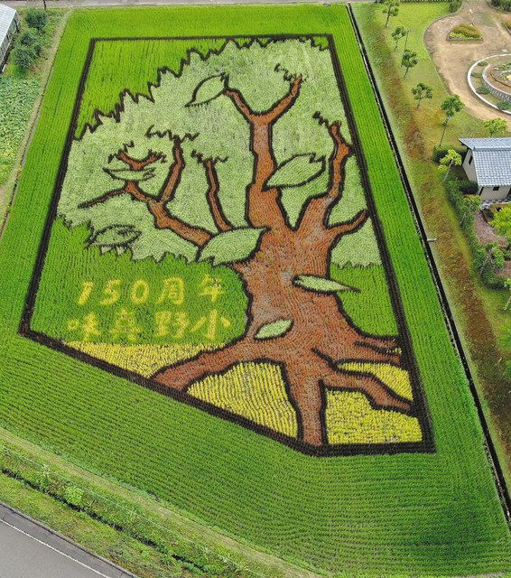 水田に咲くシンボル桜 味真野小150周年記念越前市：日刊県民福井Web