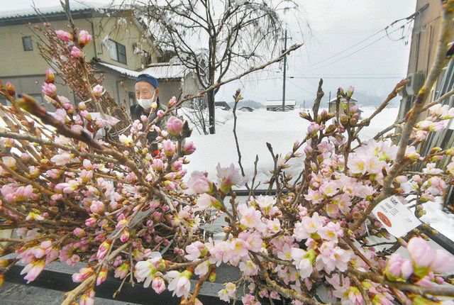 雪の中 春見 つけた 大野の啓翁桜出荷 日刊県民福井web