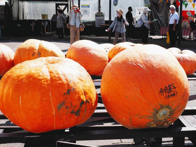おばけカボチャ５０個壮観 ハロウィーン向け 牧歌の里で展示 中日新聞web