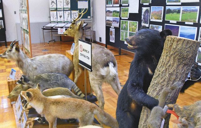 奥越高原県立自然公園の豊かな生態系を剥製（手前）や標本などで紹介する会場＝大野市で