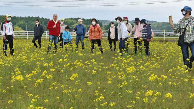 菜の花のじゅうたん眺め 七尾 高階地区 ３年ぶりウオーク 北陸中日新聞web