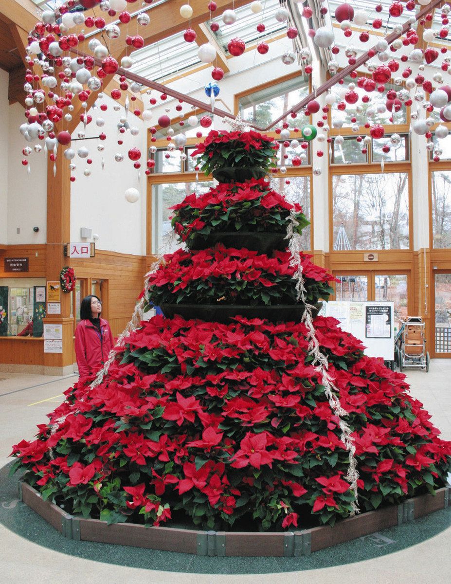ポインセチア200株、Xマスカラーの巨大ツリー 安曇野の公園で展示：中