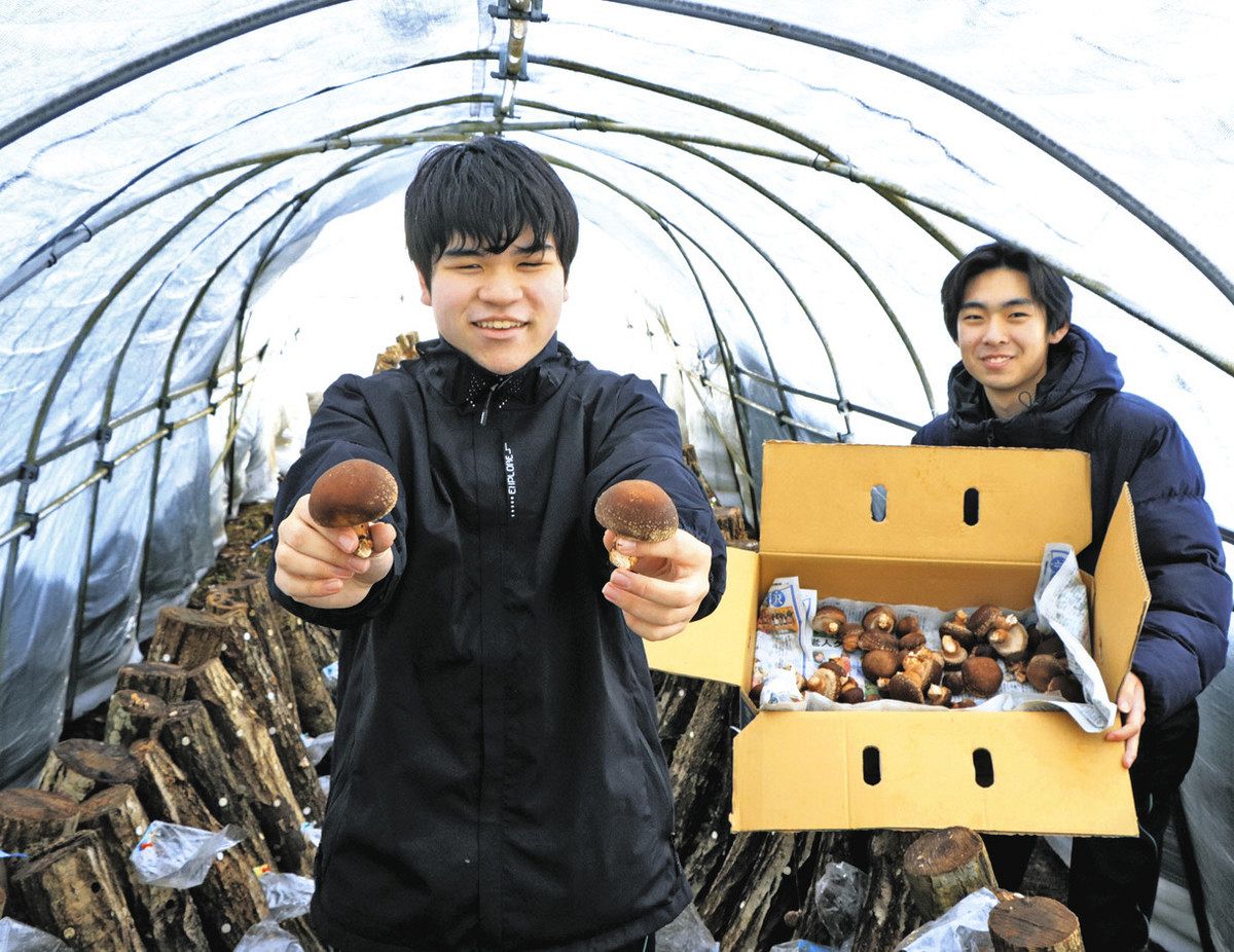 原木シイタケ 力作きょう競り 丹精の穴水高生「のと115」箱詰め：北陸