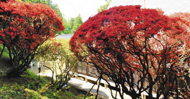 のとキリシマ 守り後世に 日本植物園協 コレクション 認定 北陸中日新聞web