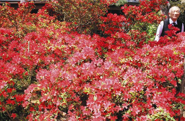 のとキリシマ 深紅にもえる 七尾 野崎さん方 見ごろを迎える 北陸中日新聞web