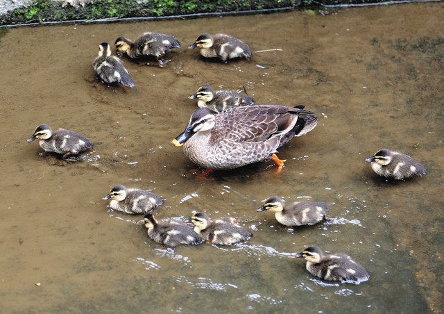 街中でカルガモの親子てくてく 名古屋・千種区の山崎川：中日新聞Web