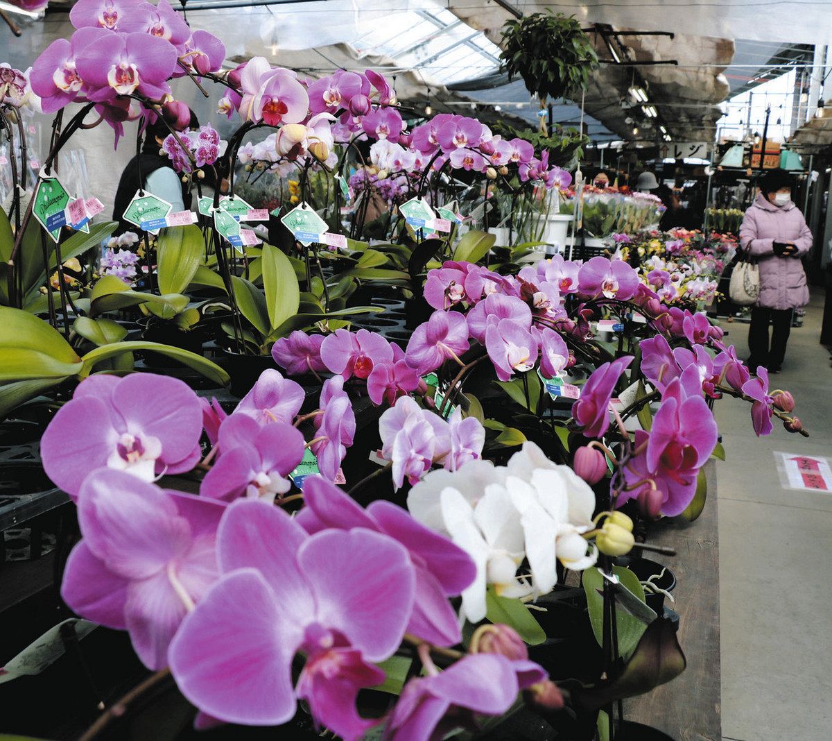 コチョウランなど色鮮やかな花の鉢植えが並ぶ会場＝伊那市ますみケ丘の産直市場グリーンファームで