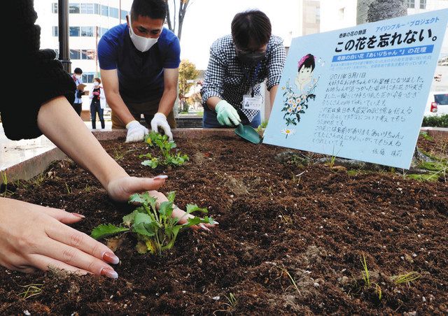 愛梨ちゃん のキク忘れない 被災地で開花 浜松に苗植え 中日新聞しずおかweb