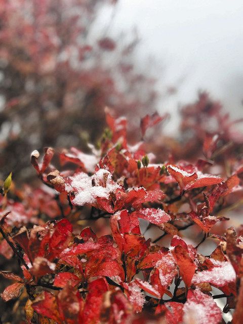 紅葉の茶臼山 うっすら白く 初雪観測 中日新聞web