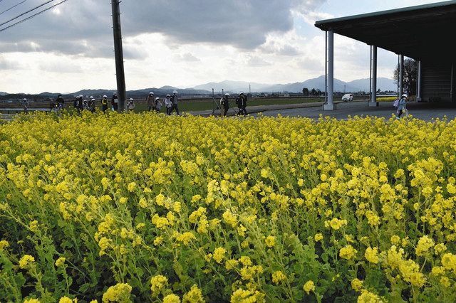 心も和む一足早い春 松阪 清水町で菜の花見頃 中日新聞web