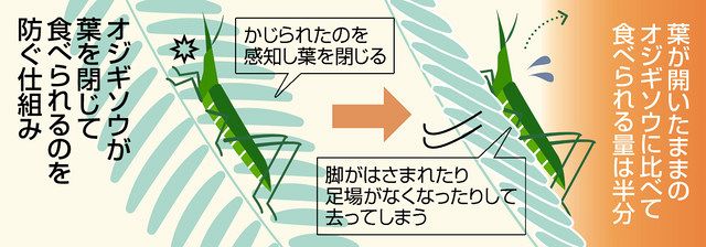 実験動画あり】オジギソウ「ぺこり」のワケは… 埼玉大と基礎生物研の