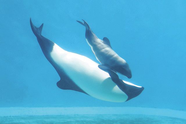 パンダイルカ”の赤ちゃん誕生 鳥羽水族館：中日新聞Web