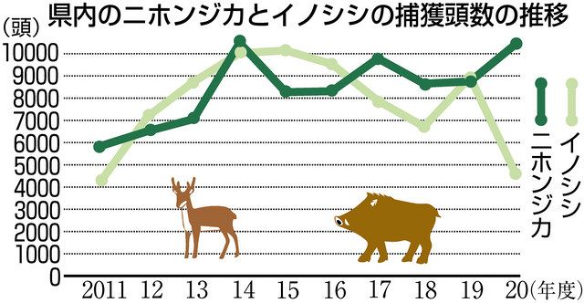 イノシシ半減 シカ捕獲頭数が激増 県内勢力逆転 20年度 ：日刊県民