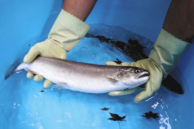 琵琶湖と生きる 色良し味良し 身質安定 醒井養鱒場のびわサーモン 中日新聞web