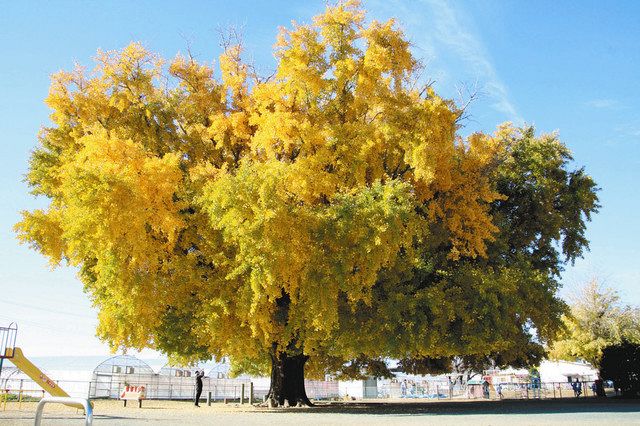 黄金色に色付き、見頃を迎えた「大和の大いちょう」＝豊川市豊津町で