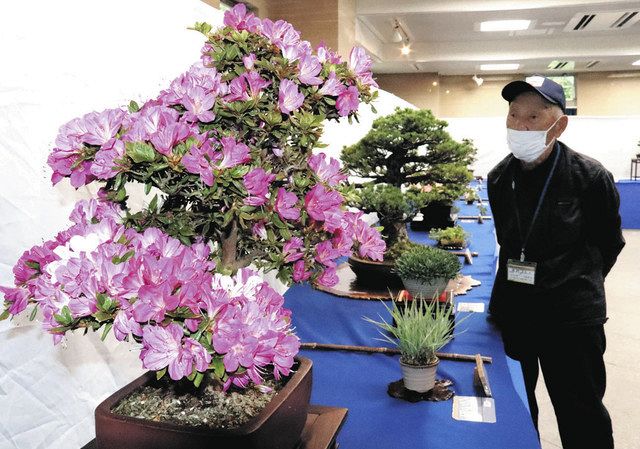 枝ぶり目を引くサツキやマツ 草津で県内愛好家ら盆栽展：中日新聞Web
