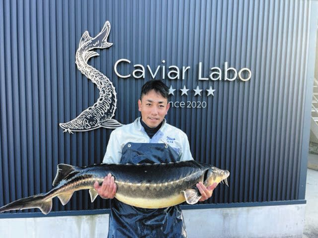 チョウザメさん【取引:日曜日限定】 キャビアを中津川から世界へ 養殖始めて11年の東濃建設、目標は輸出