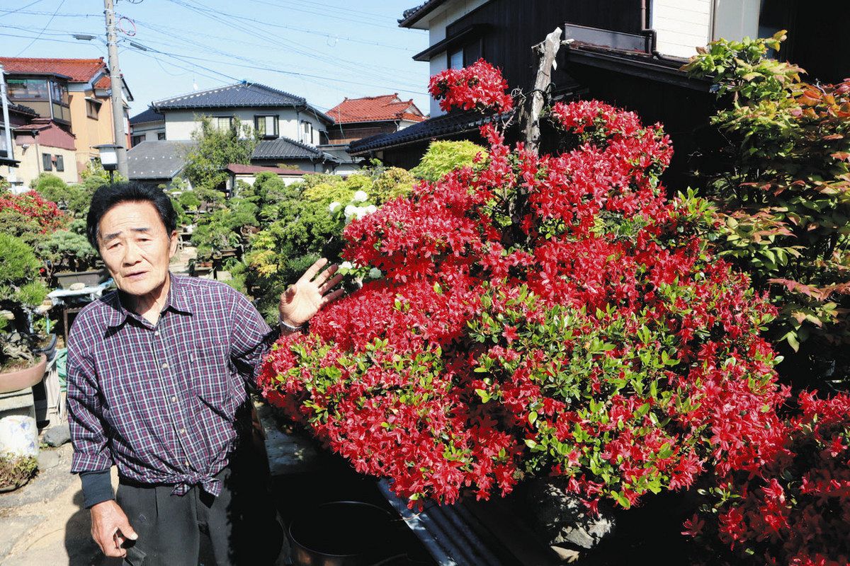 ご長｢樹｣ 耐えた 咲いた 断水1カ月超 雨水で育てる：北陸中日新聞Web