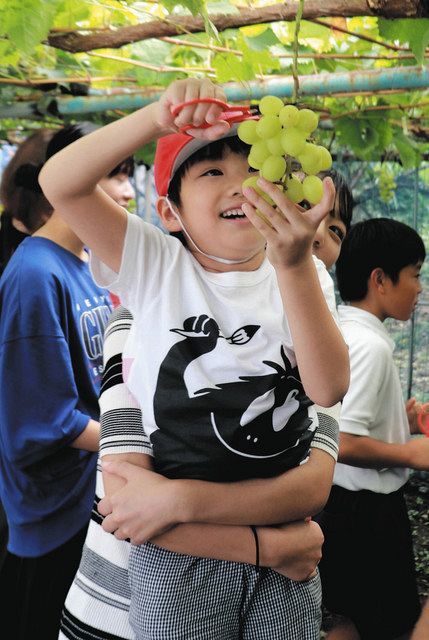 シャインマスカットの房を収穫する児童たち＝岡崎市恵田町の恵田小で